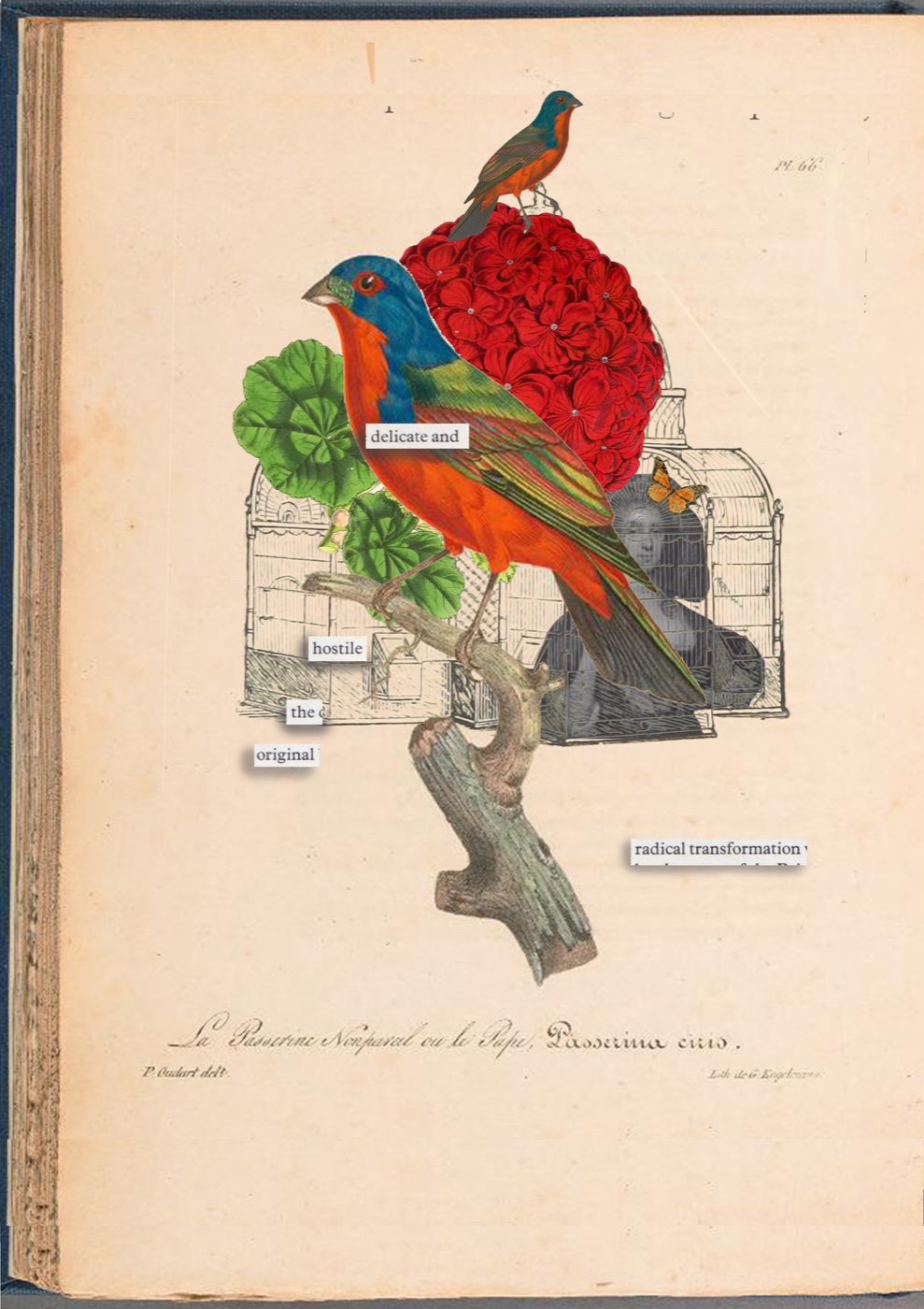 A collage on an antique book page: vivid birds, red flowers, a cage and a branch surround extracted words including delicate, hostile, original and radical transformation.