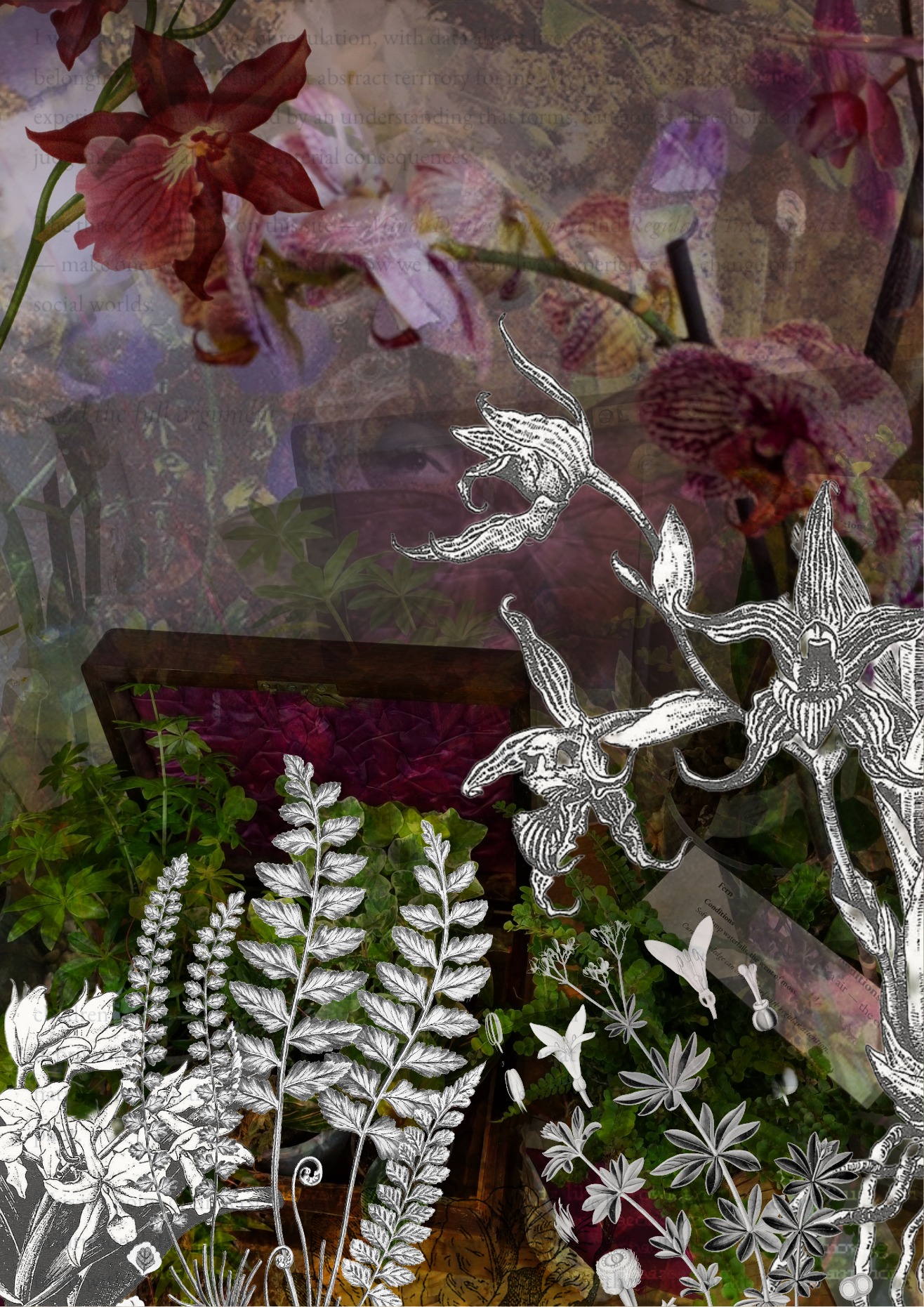 A layered botanical collage combining orchids, foliage, archival text and white botanical engravings.