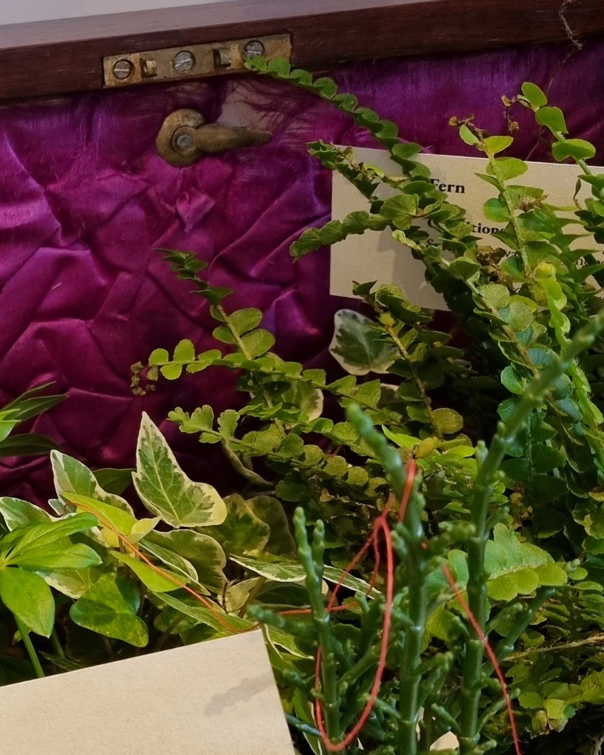 A lemon button fern arcs across the box's brass hinge and magenta silk, half concealing its own care label.