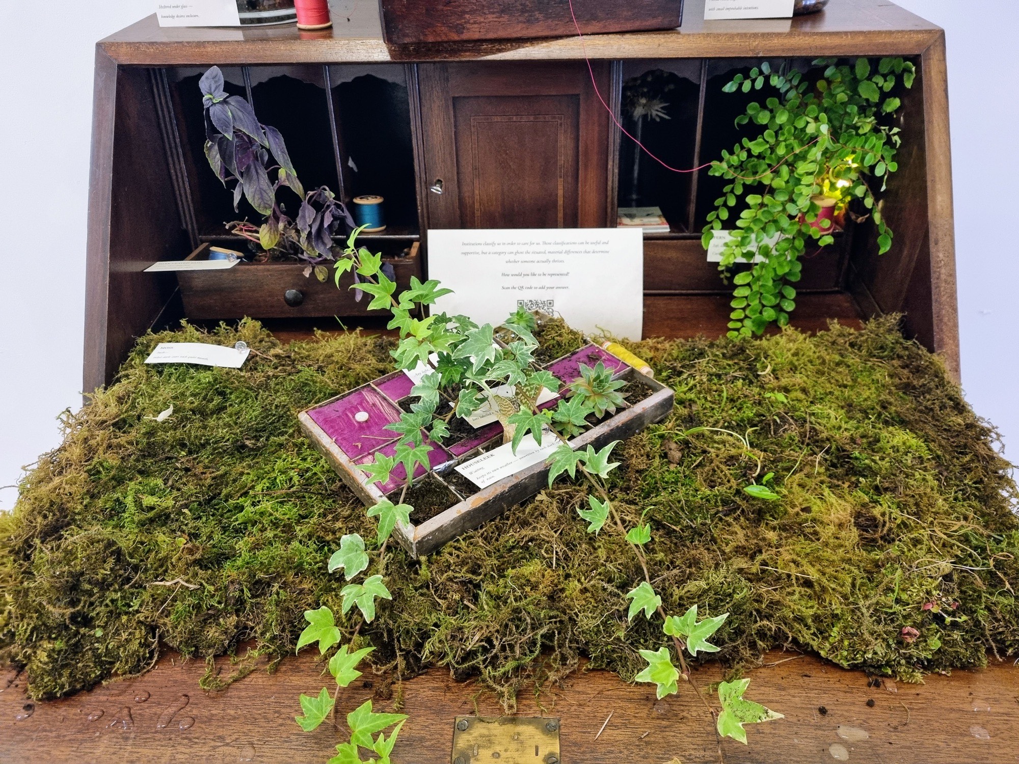 Detail of the bureau: ivy grows from a divided magenta-lined tray across moss, beneath planted compartments, poetic labels and the invitation to participate.