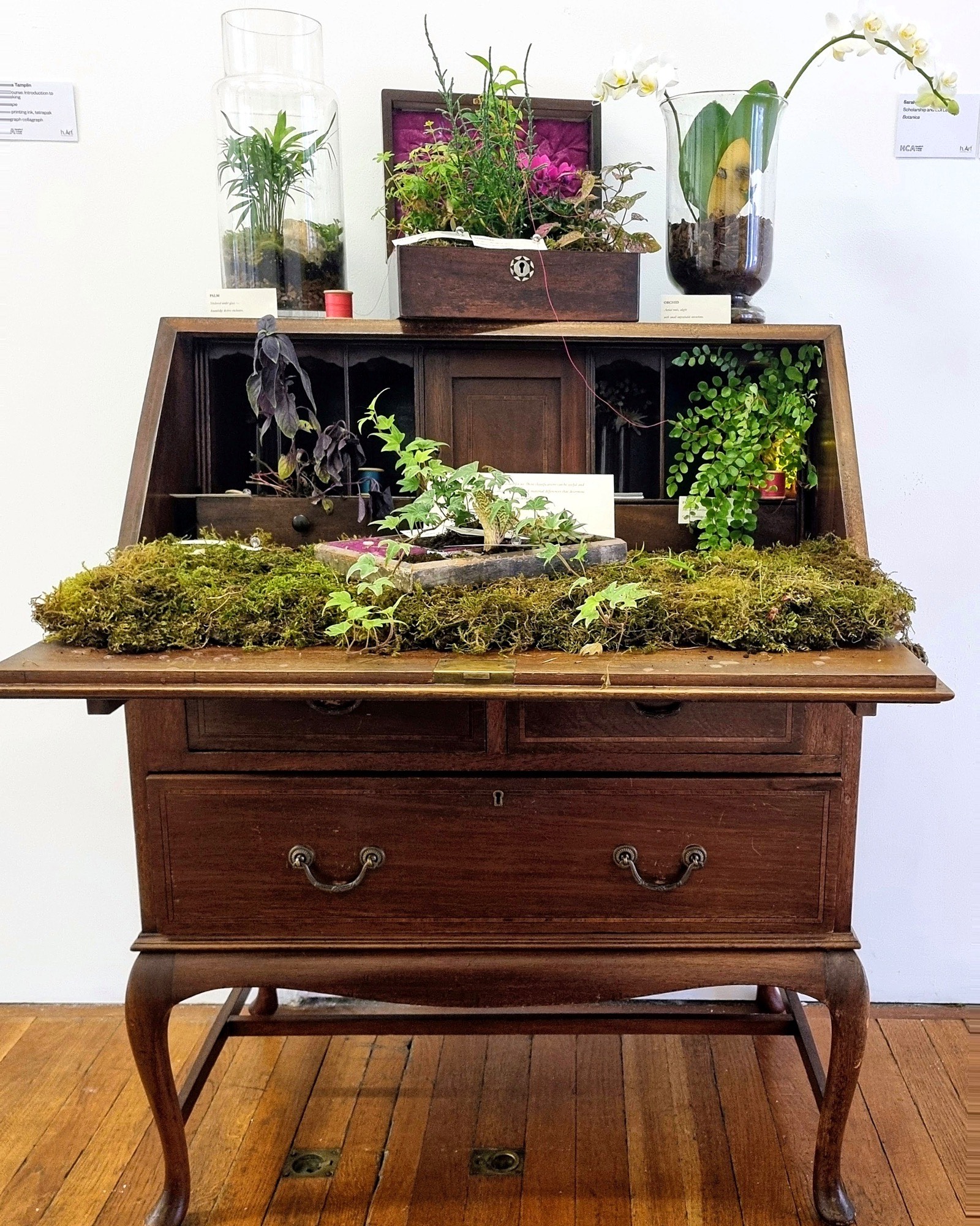 The completed Botanica installation: an open wooden bureau carpeted with moss and trailing ivy, with a planted magenta-lined sewing box, glass terrarium and white orchid arranged above.