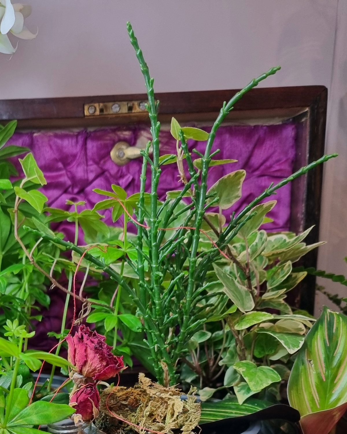 Samphire's segmented green stems rise in front of the box's magenta lining, dried roses and moss at their base.