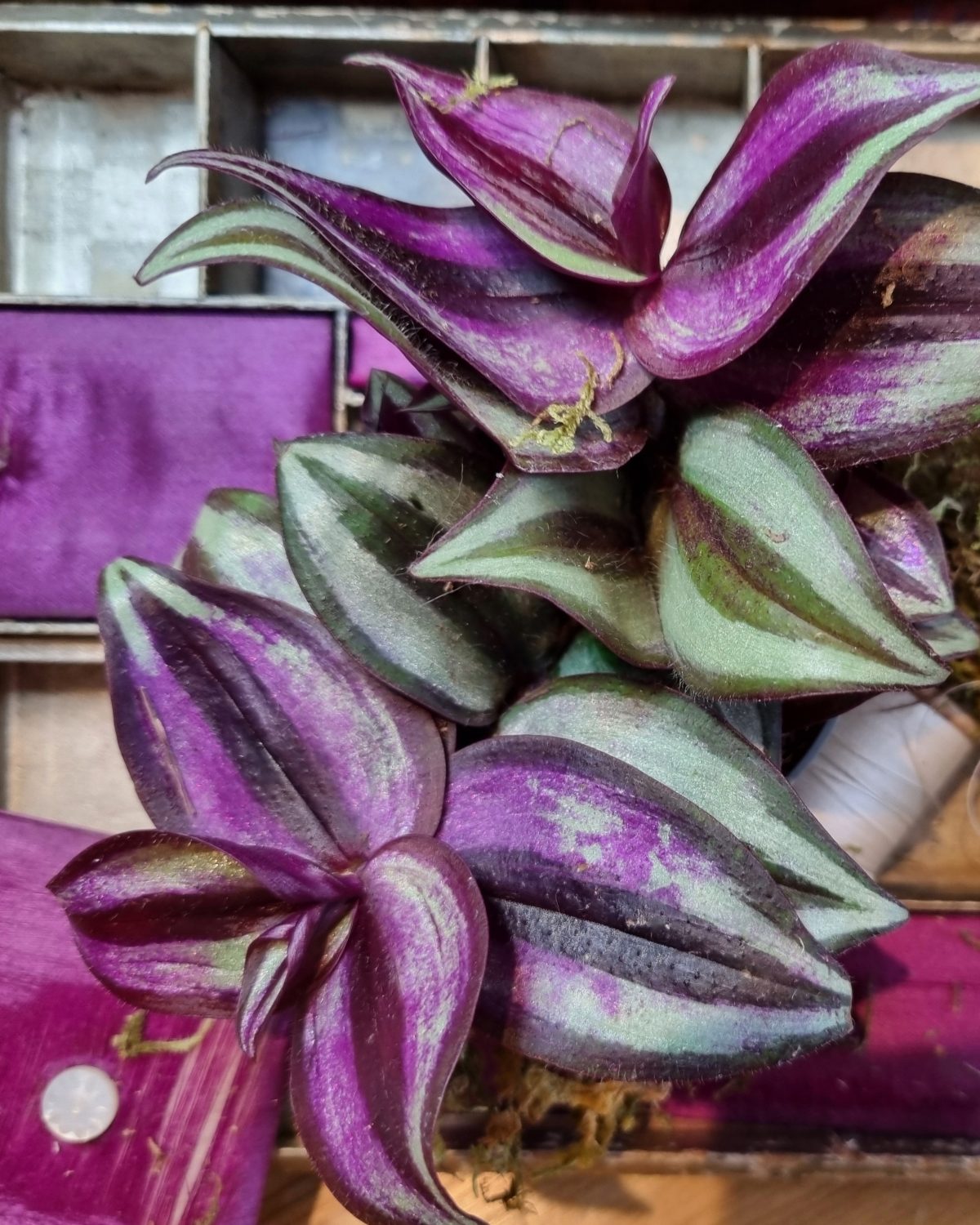Close view of spiderwort's striped purple and silver-green leaves against the compartments and magenta silk of the sewing box.