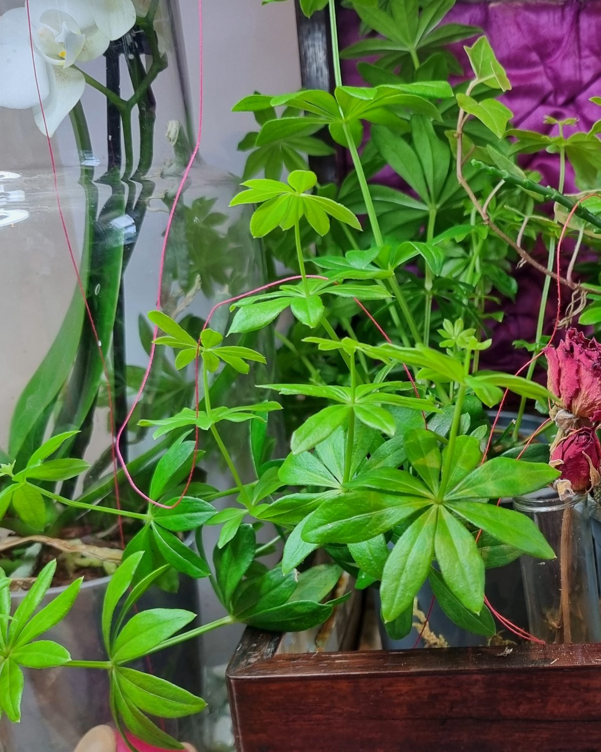 Sweet woodruff's whorled star-shaped leaves fill the frame, a red thread winding through the stems, magenta silk behind.